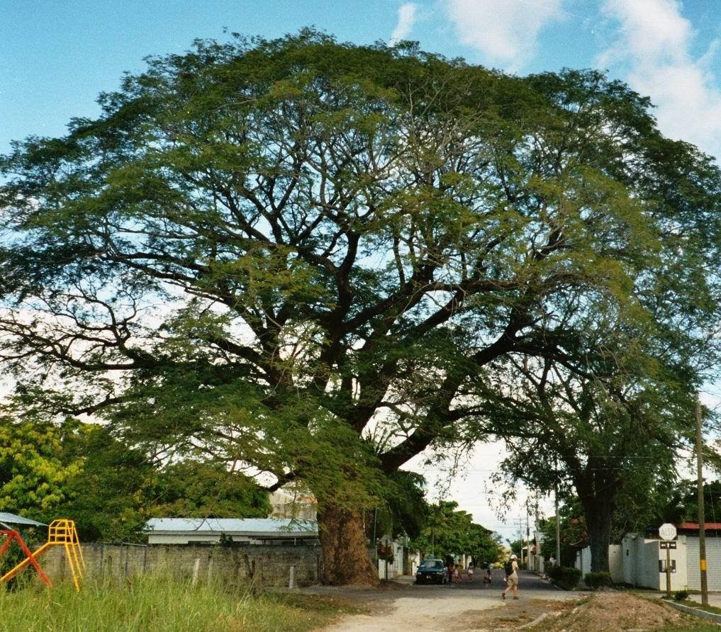 Guanacaste, Costa Rica big old tree